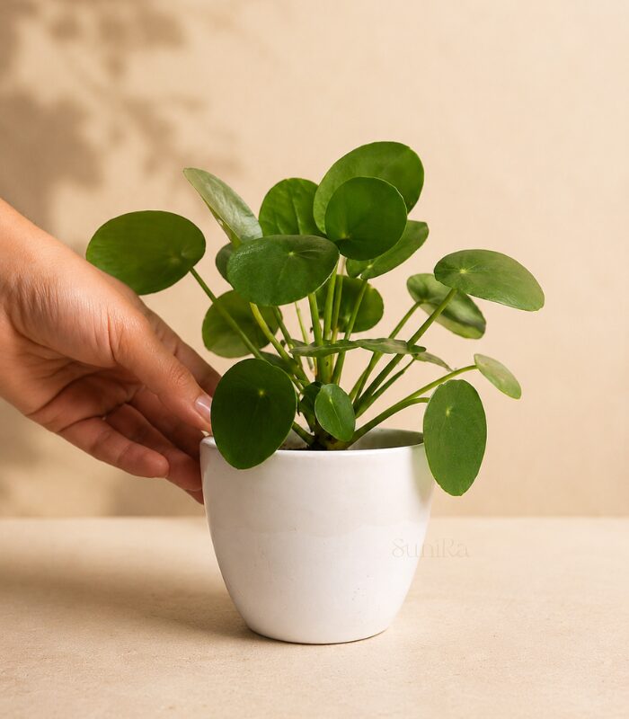White Planter small (1)